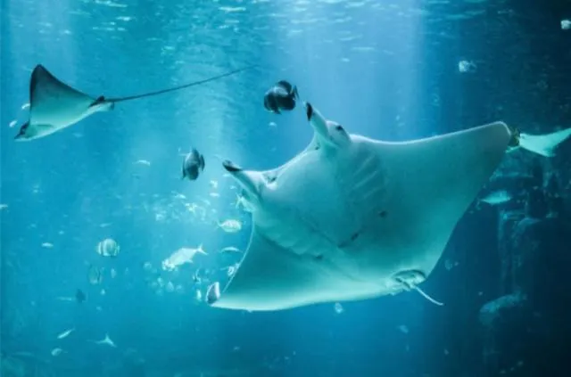 Résidence Du Golf 3* Calais